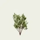 PRUNUS-SERRULA-jaro-8-ans-cerisier-du-tibet-arbre-Lumion-fbx-studio-L4M-vegetaux-3d