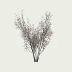 Prunus-spinosa-printemps-prunellier-vegetation-3d-fbx-lumion-studio-l4m-automne-saison- 8ans