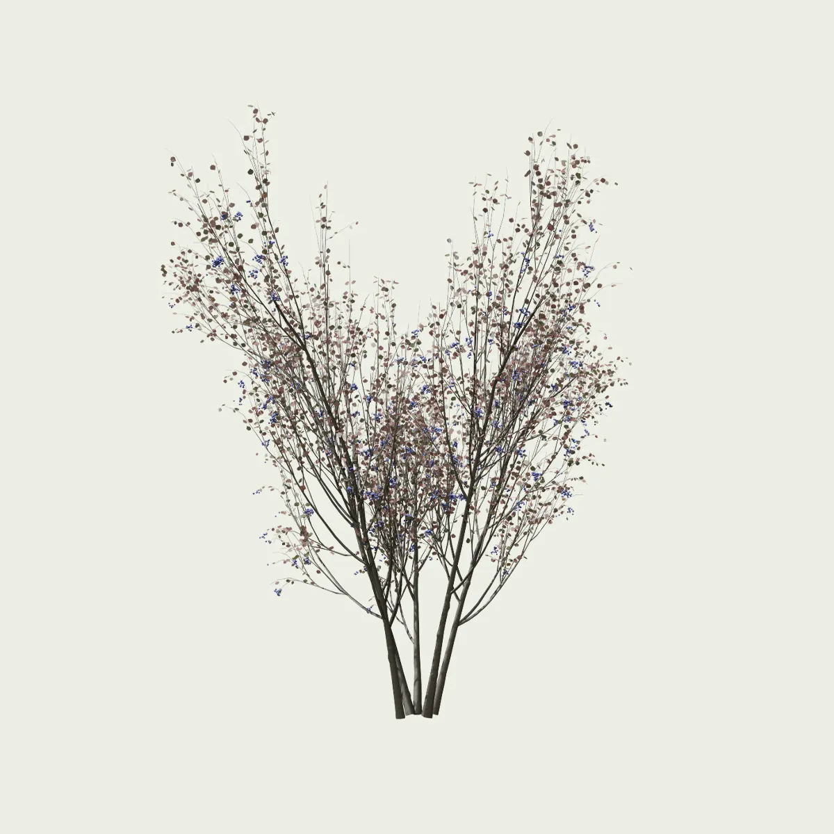 Prunus-spinosa-printemps-prunellier-vegetation-3d-fbx-lumion-studio-l4m-automne-saison- 8ans