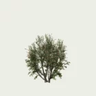 RHAMUS ALATERNUS (2)-optimized