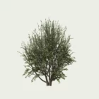 RHAMUS ALATERNUS (3)-optimized