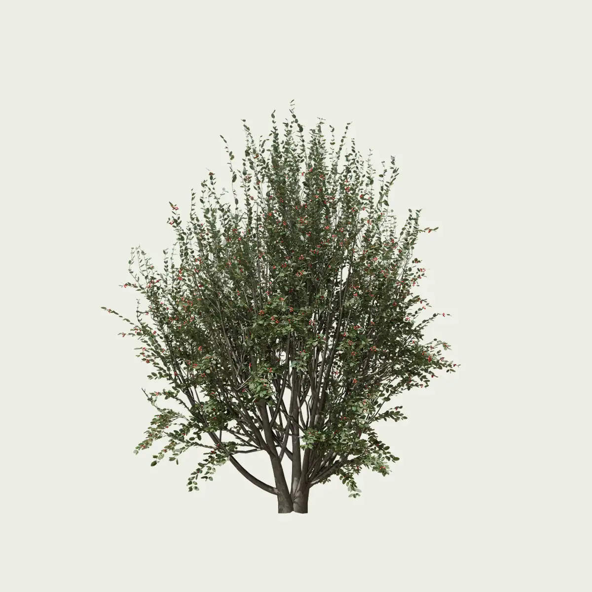 RHAMUS ALATERNUS (3)-optimized