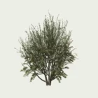 RHAMUS ALATERNUS (4)-optimized