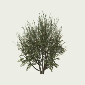 RHAMUS ALATERNUS (4)-optimized