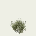 RHAMUS ALATERNUS - ARGENTEOVARIEGATA T1-optimized