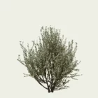 RHAMUS ALATERNUS - ARGENTEOVARIEGATA T2-optimized