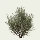 RHAMUS ALATERNUS - ARGENTEOVARIEGATA T3-optimized