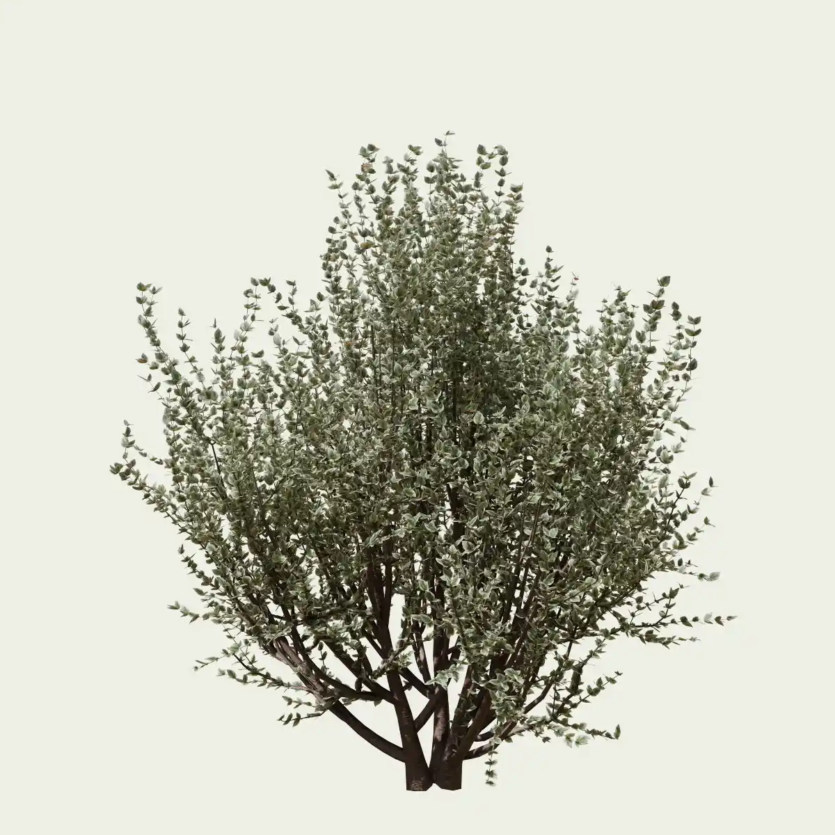 RHAMUS ALATERNUS - ARGENTEOVARIEGATA T3-optimized