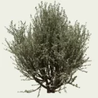 RHAMUS ALATERNUS - ARGENTEOVARIEGATA T4-optimized