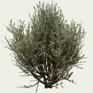RHAMUS ALATERNUS - ARGENTEOVARIEGATA T4-optimized