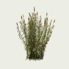 Vegetation-3d-modele-arundo-donax-canne-de-provence-Lumion-fbx-l4m-studio-production-3d-modelisation