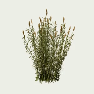 Vegetation-3d-modele-arundo-donax-canne-de-provence-Lumion-fbx-l4m-studio-production-3d-modelisation