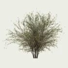 corylus-avellana-autonmne-noisetier-L4M-studio-vegetation-3d-lumion-fbx-16-ans