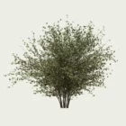 corylus-avellana-saisons-ete-vegetation-3d-l4m-studio-lumion-fbx-17-ans
