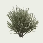 euonymus-japonicus-fusain-du-japon-arbuste-fbx-Lumion-studio-l4m-vegetation-3d