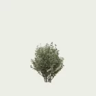 euonymus-japonicus-fusain-du-japon-arbuste-lumion-fbx-lumion-studio-l4m