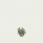 euonymus-japonicus-fusain-du-japon-arbuste-vegetation-3d-studio-l4m-fbx-lumion-modele