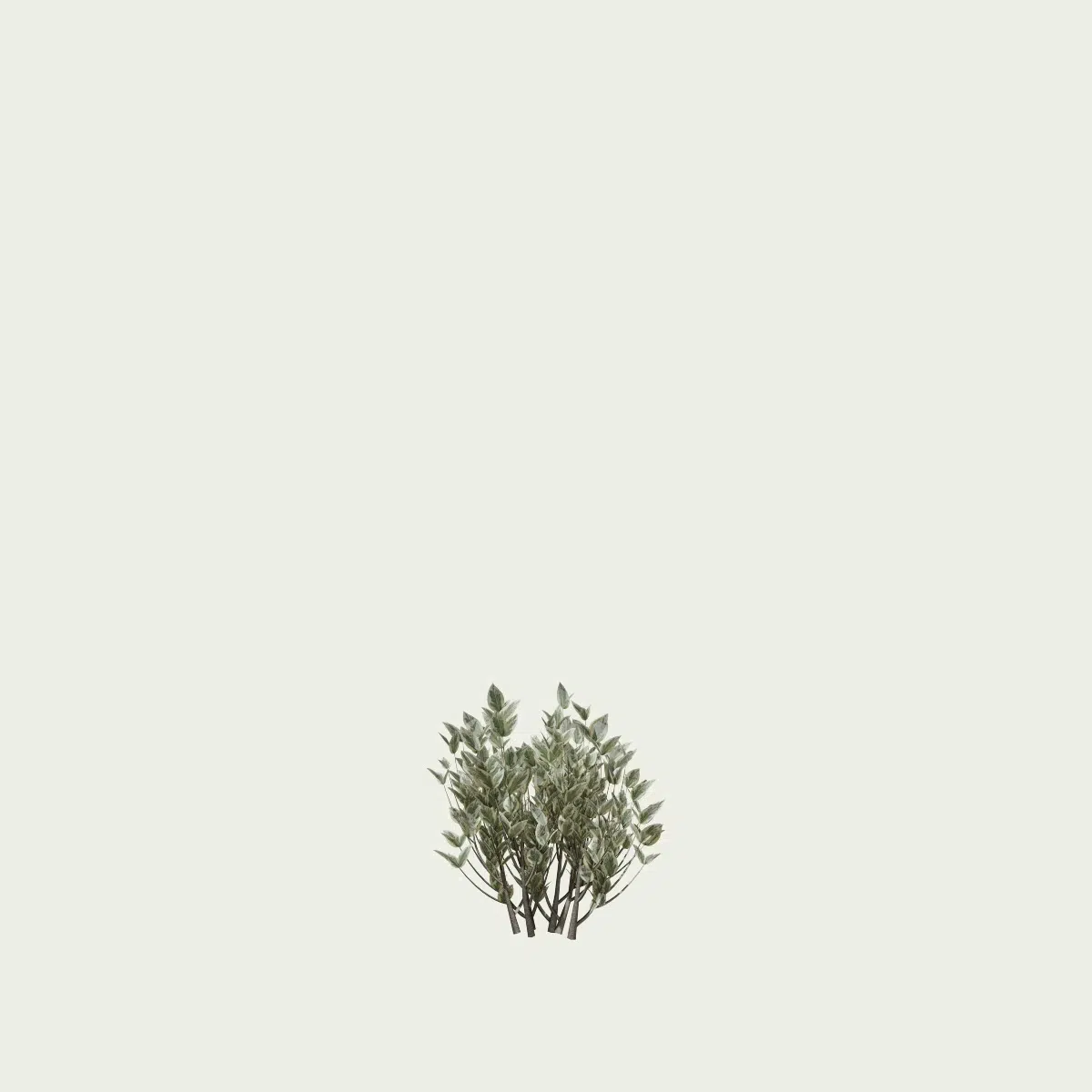 euonymus-japonicus-fusain-du-japon-arbuste-vegetation-3d-studio-l4m-fbx-lumion-modele