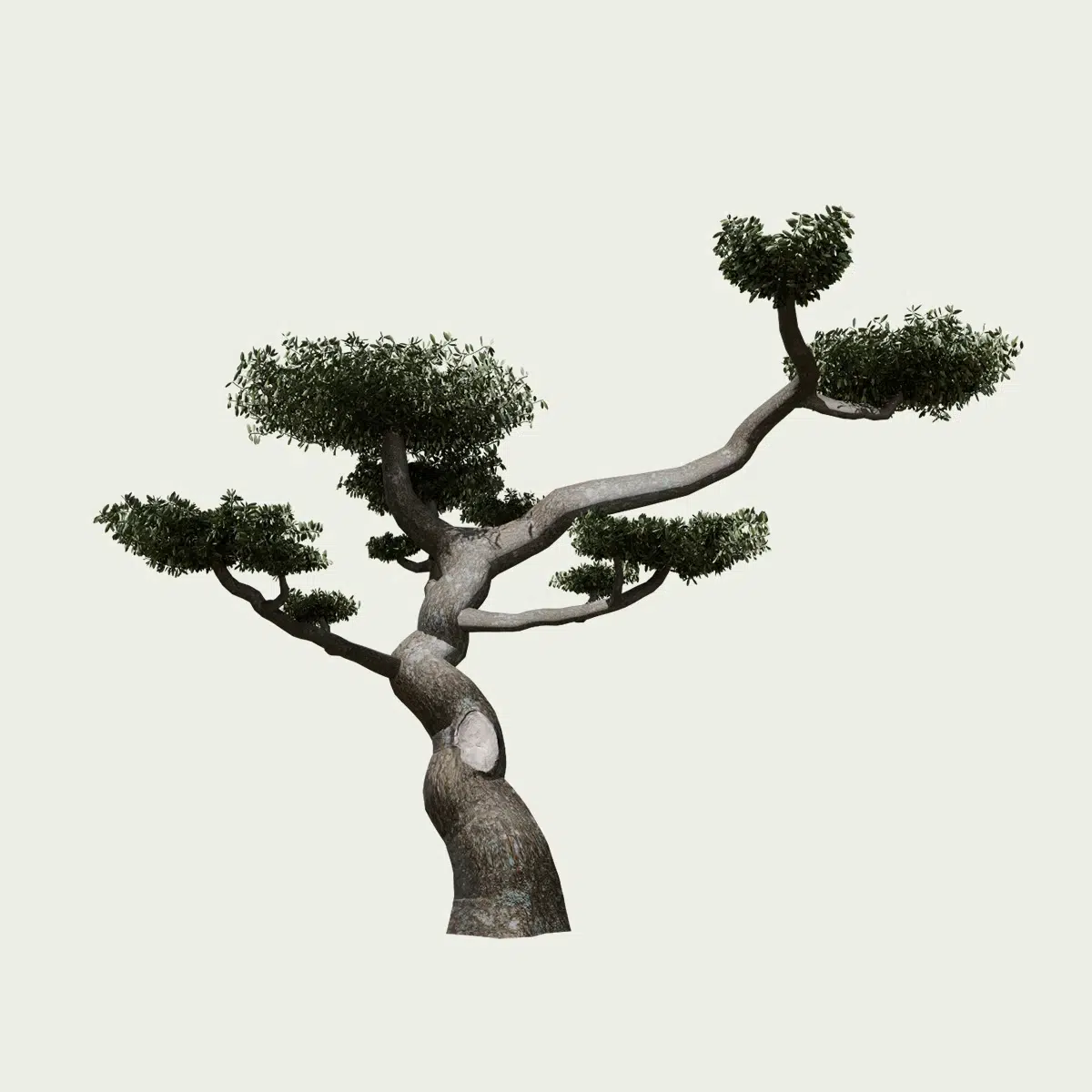 olea-europea-olivier-nuage-en-boule-olivier-vegetation-3d-arbre-lumion-fbx-studio-l4m-75 ans