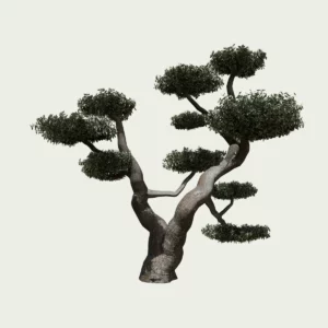 olea-europea-olivier-nuage-en-boule-olivier-vegetation-3d-fbx-lumion-studio-l4m-regions-mediterraneen-85 ans