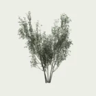 prunus-spinosa-saison-ete-Vegtation-3d-lumion-fbx-studio-l4m-prunellier-arbuste-8ans