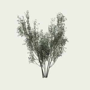 prunus-spinosa-saison-ete-Vegtation-3d-lumion-fbx-studio-l4m-prunellier-arbuste-8ans
