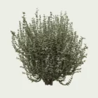 vegetation-3d-euonymus-japonicus-fusain-du-japon-lumion-fbx-studio-l4m