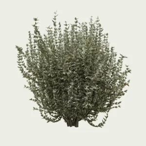 vegetation-3d-euonymus-japonicus-fusain-du-japon-lumion-fbx-studio-l4m