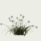 AGAPANTHUS-AFRICANUS-ALBUS-T3-agapanthe-afrique-blanche-studio-l4m-production-visuelle-vegetation-3d