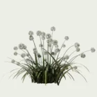 AGAPANTHUS-AFRICANUS-ALBUS-T4-agapanthe-afrique-blanche-vegetation-3d-studio-l4m-production-visuelle
