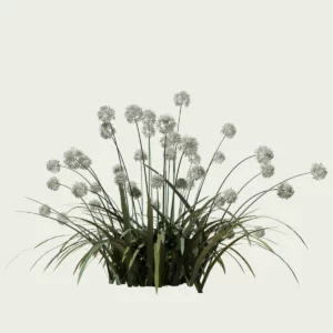 AGAPANTHUS-AFRICANUS-ALBUS-T4-agapanthe-afrique-blanche-vegetation-3d-studio-l4m-production-visuelle