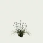 AGAPANTHUS-AFRICANUS-ALBUS-agapanthe-afrique-blanche-T1-studio-l4m-production-visuelle-vegetation-3d