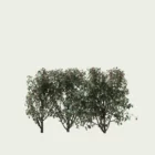 eleagnus-ebbingei-compacta-chalef-vert-compact-lumion-fbx-studio-l4m-vegetation-3D-paysagiste-arbuste
