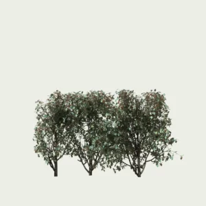 eleagnus-ebbingei-compacta-chalef-vert-compact-lumion-fbx-studio-l4m-vegetation-3D-paysagiste-arbuste