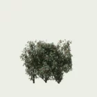 eleagnus-ebbingei-compacta-chalef-vert-compact-lumion-fbx-studio-l4m-vegetation-3D-paysagiste-buisson