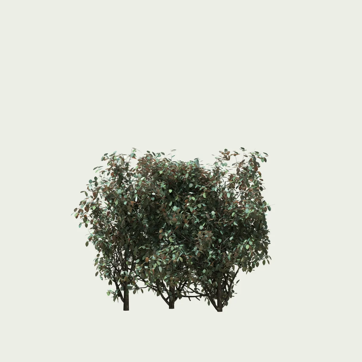 eleagnus-ebbingei-compacta-chalef-vert-compact-lumion-fbx-studio-l4m-vegetation-3D-paysagiste-buisson
