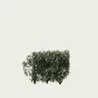eleagnus-ebbingei-compacta-chalef-vert-compact-lumion-fbx-studio-l4m-vegetation-3D-paysagiste-haie