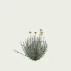 helichrysum-italicum-immortelle-Italie-lumion-fbx-studio-l4m-vegetation-3D-paysagiste-florifere-taille-3