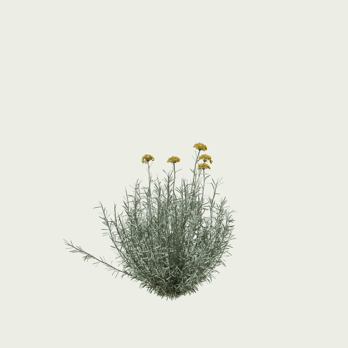 helichrysum-italicum-immortelle-Italie-lumion-fbx-studio-l4m-vegetation-3D-paysagiste-florifere-taille-3