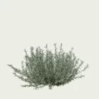 helichrysum-italicum-immortelle-Italie-lumion-fbx-studio-l4m-vegetation-3D-paysagiste-florifere-taille-4