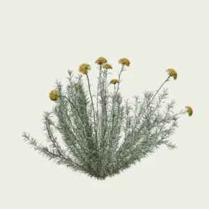 helichrysum-italicum-immortelle-Italie-lumion-fbx-studio-l4m-vegetation-3D-paysagiste-florifiere-taille-2