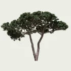 pinus-pinea-pin-parasol-pignon-pinaceae-lumion-fbx-studio-l4m-vegetation-3D-paysagiste-arbre