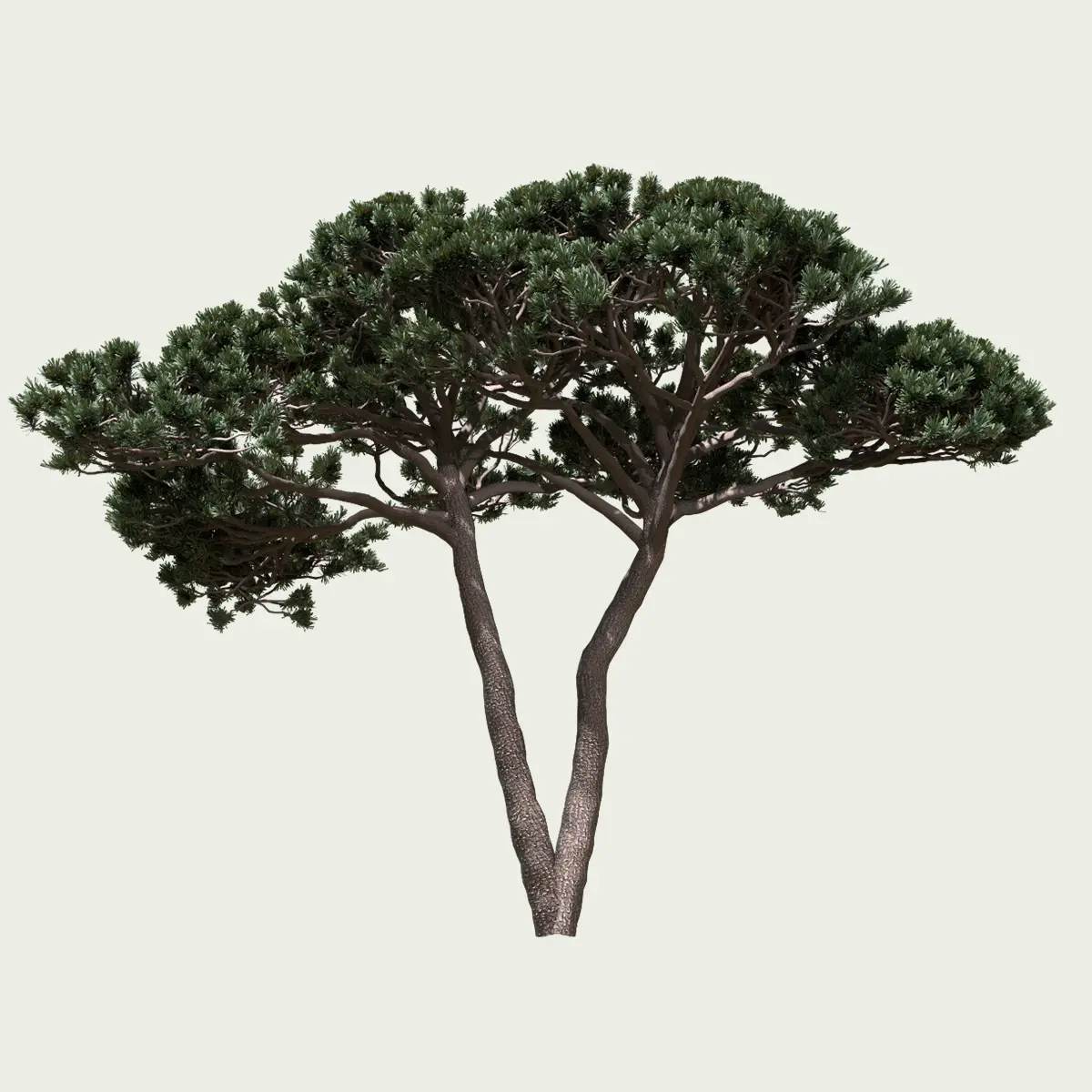 pinus-pinea-pin-parasol-pignon-pinaceae-lumion-fbx-studio-l4m-vegetation-3D-paysagiste-arbre