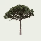 pinus-pinea-pin-parasol-pignon-pinaceae-lumion-fbx-studio-l4m-vegetation-3D-paysagiste-conifere
