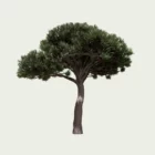 pinus-pinea-pin-parasol-pignon-pinaceae-lumion-fbx-studio-l4m-vegetation-3D-paysagiste-gymnosperme