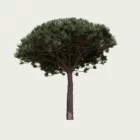 pinus-pinea-pin-parasol-pignon-pinaceae-lumion-fbx-studio-l4m-vegetation-3D-paysagiste-pin-italie