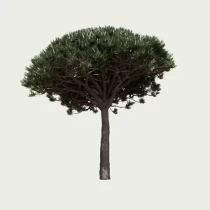 pinus-pinea-pin-parasol-pignon-pinaceae-lumion-fbx-studio-l4m-vegetation-3D-paysagiste-pin-italie