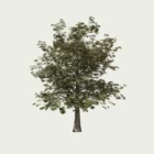 quercus-chene-vert-gland-foret-lumion-fbx-studio-l4m-vegetation-3D-paysagiste-arbre