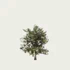 quercus-chene-vert-gland-foret-lumion-fbx-studio-l4m-vegetation-3D-paysagiste-arbuste
