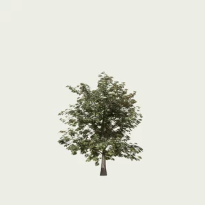 quercus-chene-vert-gland-foret-lumion-fbx-studio-l4m-vegetation-3D-paysagiste-arbuste